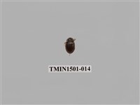 藏品(緣邊駝金龜)的圖片